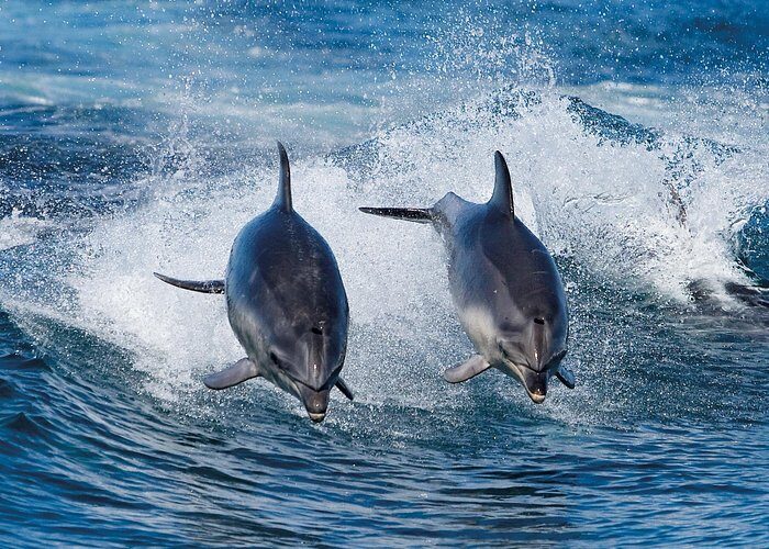 Full-Day Bruny Island Cruises Day Tour from Hobart - Returning to Hobart