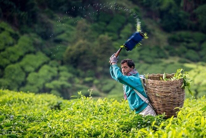 Full-day Cameron Highlands Day Trip from Kuala Lumpur - The Day’s Highlights and What to Expect