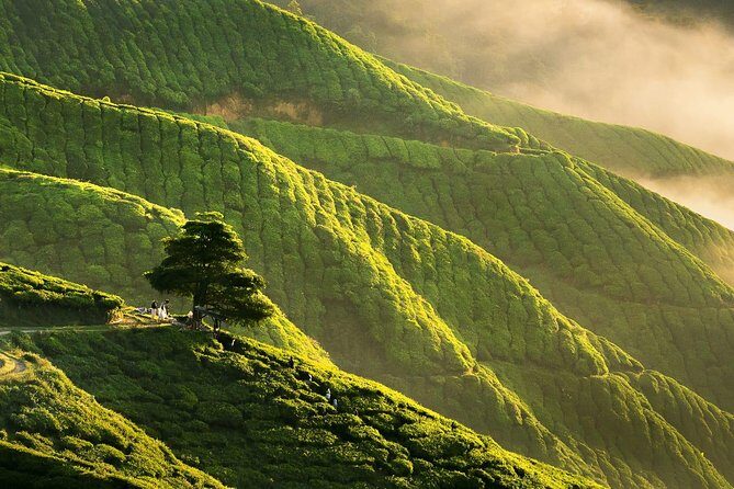 Full-day Cameron Highlands Day Trip from Kuala Lumpur - An Overview of the Cameron Highlands Day Trip
