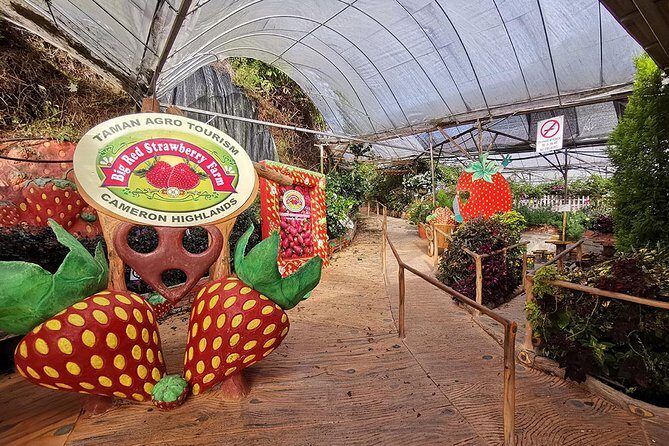 Full-day Cameron Highlands Day Trip from Kuala Lumpur - FAQ