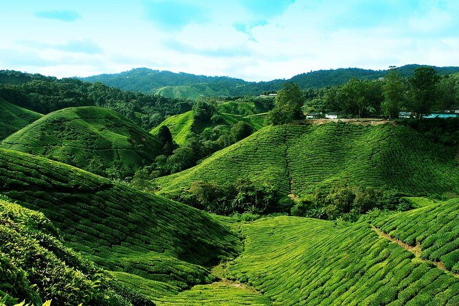 Full Day Cameron Highlands Nature Tour - Final Words