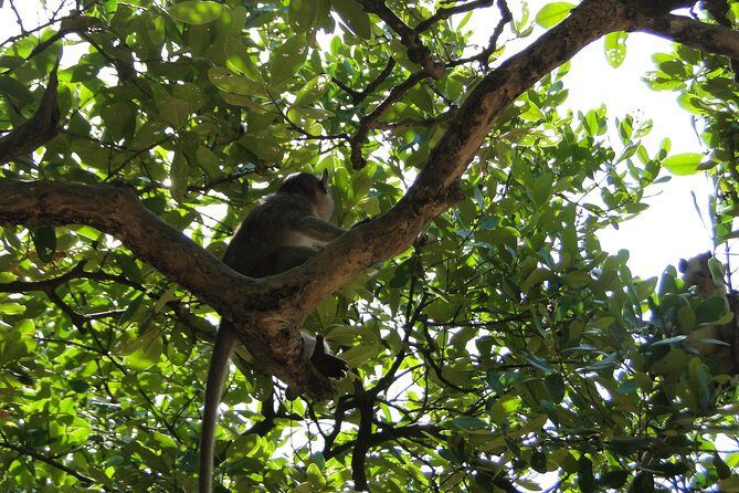 Full-day Can Gio Eco Escape And Wildlife Discovery - Final Thoughts