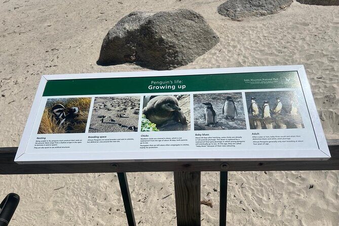 Full-Day Cape of Good Hope and Table Mountain with Penguins Tour - What’s Included and What’s Not