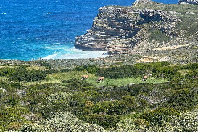 Full-Day Cape of Good Hope and Table Mountain with Penguins Tour - Authentic Traveler Feedback