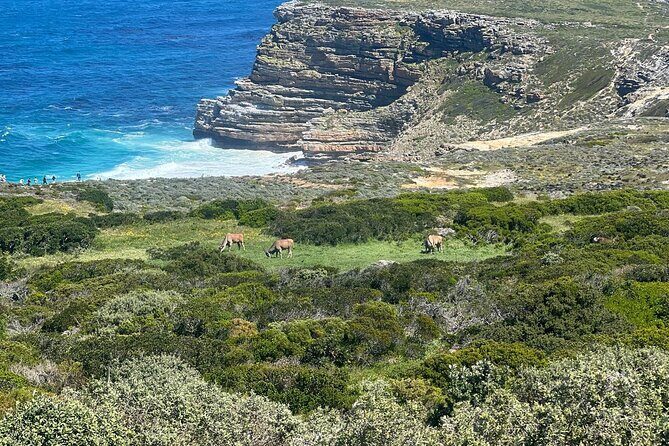 Full-Day Cape of Good Hope and Table Mountain with Penguins Tour - The Sum Up: Who Will Love This Tour?