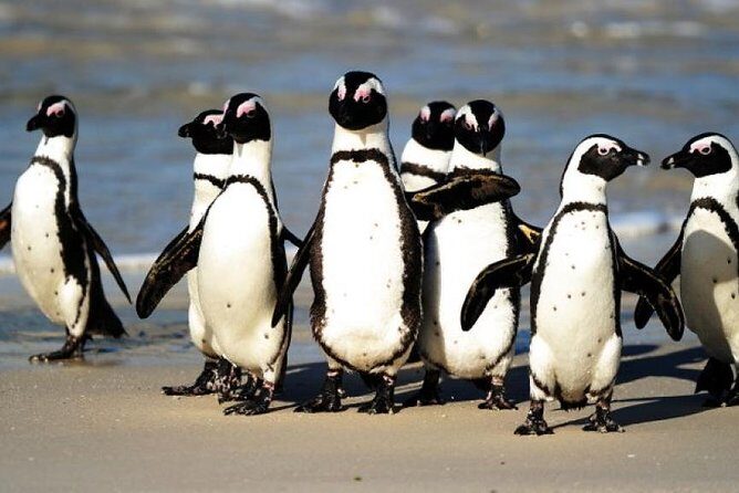 Full Day Cape Peninsula Tour in Private Car - Practical Tips