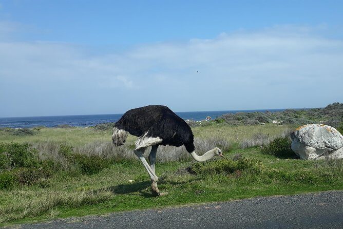Full Day Cape Peninsula Tour in Private Car - Who Is This Tour Best For?