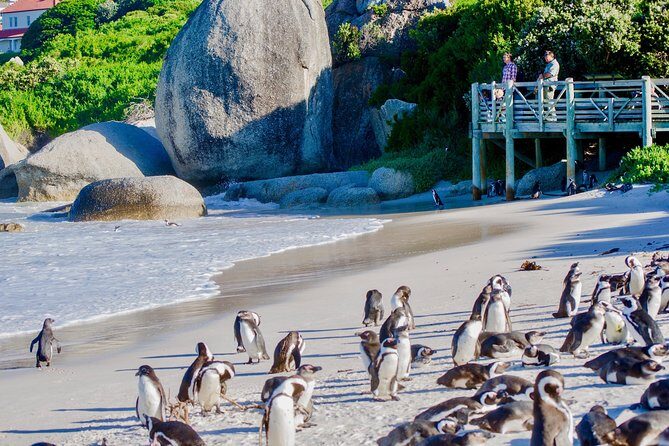 Full Day Cape Point Sightseeing Tour - Who Should Book This Tour?