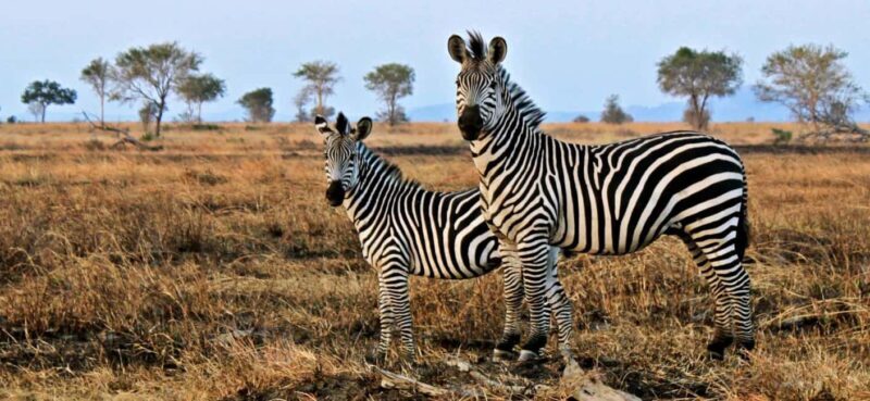 Full Day Cape Town Safari - The Itinerary in Detail