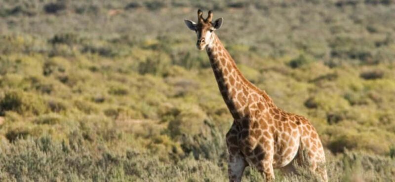 Full Day Cape Town Safari - Authentic Feedback from Travelers