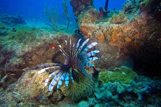 Full-Day Catalina Island Scuba Diving Tour from Punta Cana - Key Points