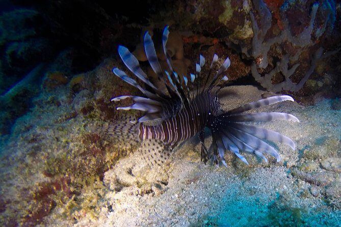 Full-Day Catalina Island Scuba Diving Tour from Punta Cana - The Sum Up