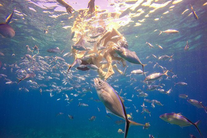 Full-Day Catalina Island Snorkeling Tour from La Romana - Final Thoughts