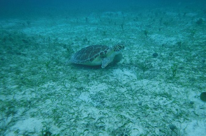 Full Day Charter from Fajardo to Culebra - What to Expect in Terms of Cost and Value