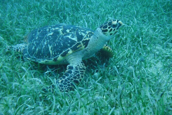 Full Day Charter from Fajardo to Culebra - The Sum Up: Is This Tour Worth It?
