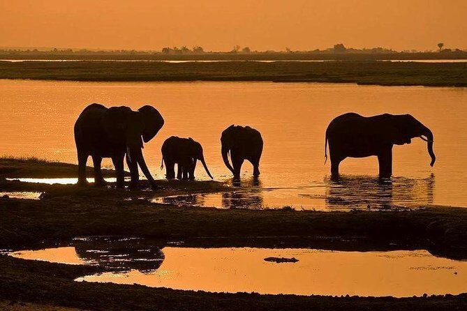 Full Day Chobe National Park Big 5 Safari - What to Expect from the Tour