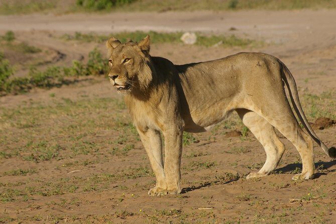 Full Day Chobe National Park Big 5 Safari - The Sum Up: Who Should Consider This Tour?