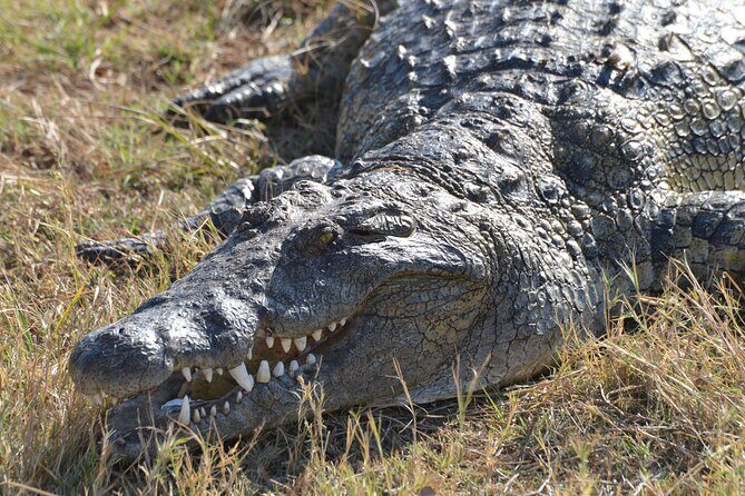 Full Day Chobe Trip with Lunch - Full Day Chobe Trip with Lunch: An Authentic Safari Experience near Victoria Falls