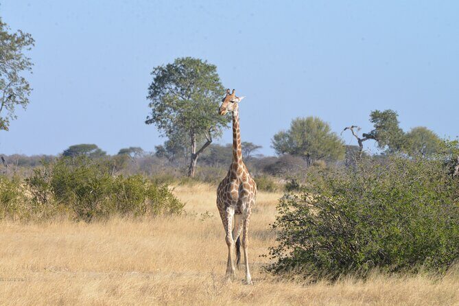 Full Day Chobe Trip with Lunch - Key Points