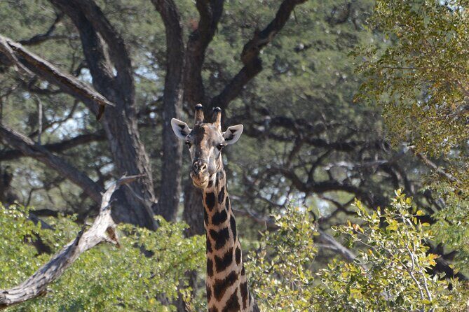 Full Day Chobe Trip with Lunch - Why This Tour is a Win for Travelers