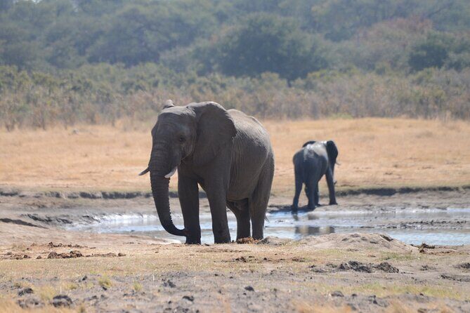 Full Day Chobe Trip with Lunch - Price and Value: Is It Worth It?