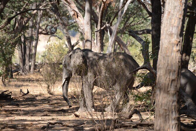 Full Day Chobe Trip with Lunch - Who Should Consider This Tour?