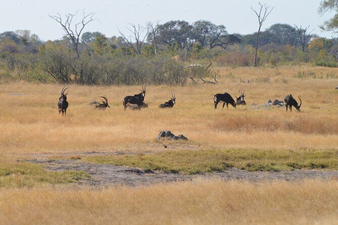 Full Day Chobe Trip with Lunch - The Sum Up: The Right Choice for a Captivating Day in Africa