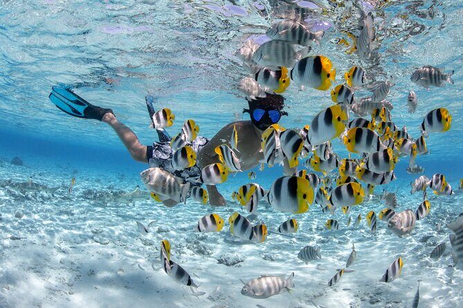 Full Day Combo Snorkeling with Buffet and Bora Bora ATV Tour - Polynesian Buffet: A Taste of Local Flavors