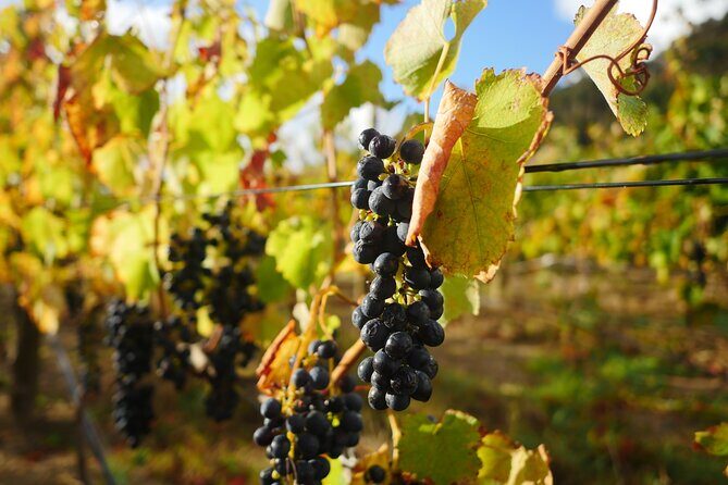 Full-Day Constantia Wine Tour from Cape Town - FAQ
