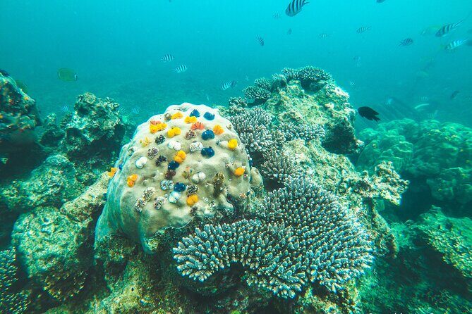 Full-Day Cruise of Koh Nang Yuan and Koh Tao From Koh Samui - FAQs