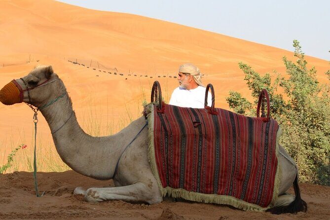 Full Day Desert Safari with Camp Access, Buffet Dinner,Camel Ride - The Sum Up