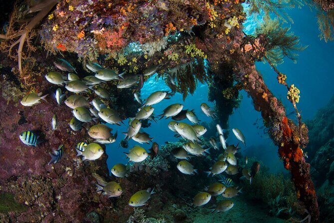 Full-Day Discover Scuba Diving Tour for Beginners in Tulamben - Who Should Consider This Tour?