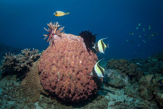 Full-Day Discover Scuba Diving Tour for Beginners in Tulamben - Final Summary