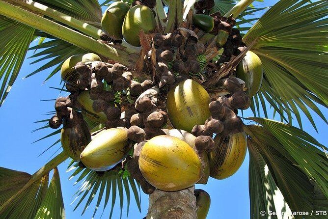 Full Day Discovery Tour of Vallee de Mai and Anse Lazio on Praslin Island - Key Points
