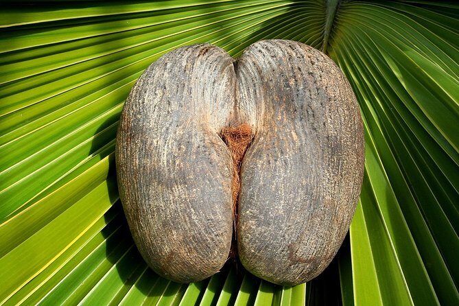 Full Day Discovery Tour of Vallee de Mai and Anse Lazio on Praslin Island - Introduction: A Well-Rounded Day on Praslin Island