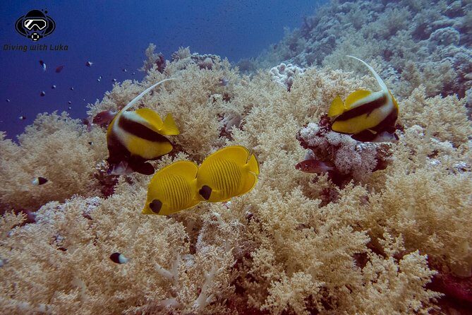 Full day diving with private guide, lunch drinks transportation - The Value and Why It Works