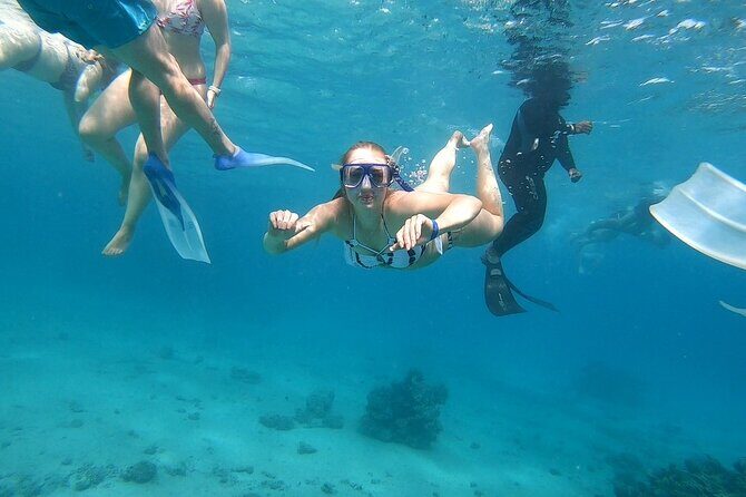 Full-day Dolphin House And Swim With Dolphin - The Sum Up