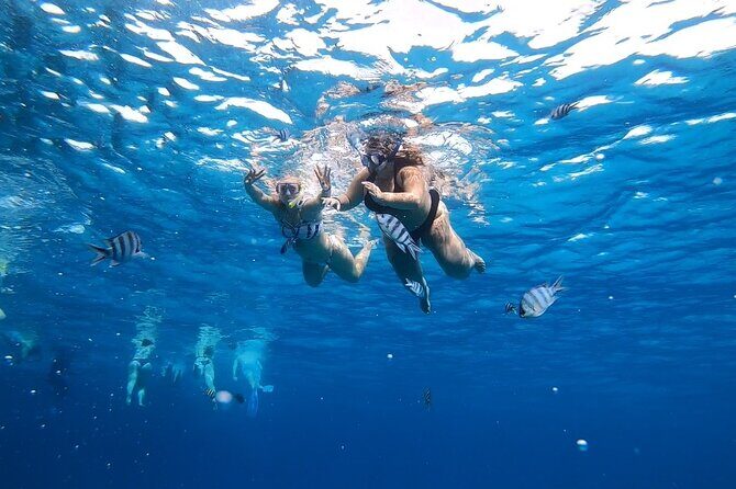 Full-day Dolphin House And Swim With Dolphin - Frequently Asked Questions