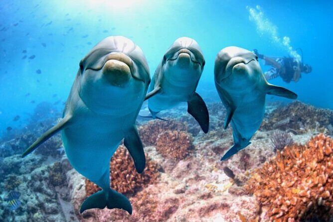 Full-Day Dolphin House from Hurghada - A Complete Look at the Full-Day Dolphin House Tour from Hurghada