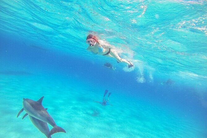 Full-Day Dolphin House from Hurghada - Key Points
