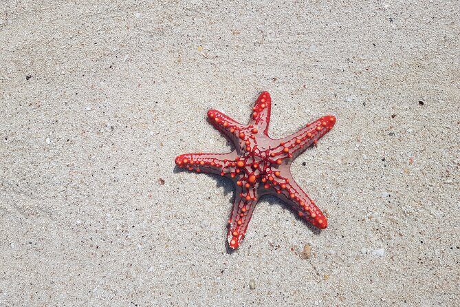 Full day Dolphin tour, Nungwi and Kendwa Beach Tour with Lunch - Exploring the Itinerary in Detail