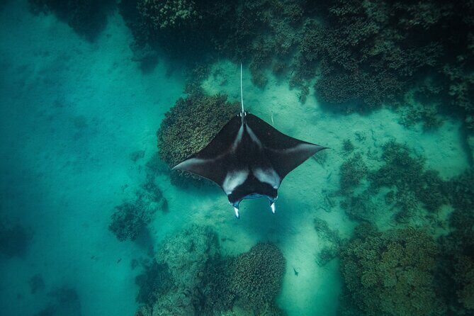 Full Day Eco Snorkeling & Traditional BBQ Lunch on a Motu - The Experience Through the Words of Others