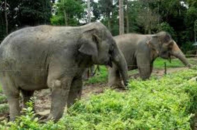 Full Day Elephant Sanctuary Tour with lunch Local food - An In-Depth Look at This Elephant Sanctuary Tour