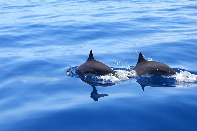 Full day EN Catamaran Martinique Dolphins and Turtles - Practical Details and What to Expect