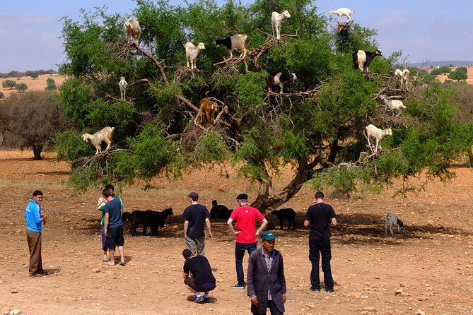 Full-Day Essaouira Excursion from Agadir - What the Reviews Say