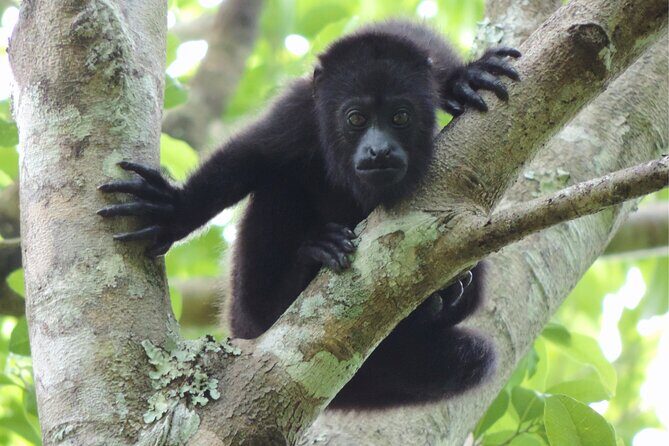Full Day Excursion to Calakmul and Balamkú From Campeche - FAQ