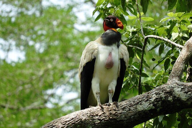 Full Day Excursion to Calakmul and Balamkú From Campeche - Final Word