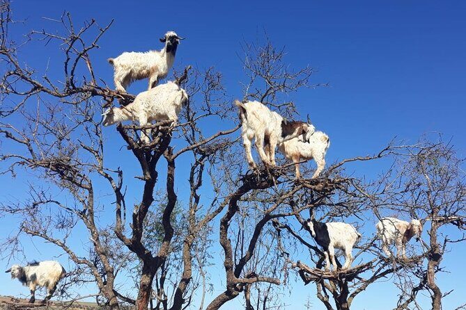 Full-Day Excursion to Essaouira from Marrakech - The Sum Up