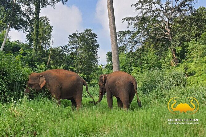 Full Day Experience at Ran-Tong Save & Rescue Elephant Centre - A Deep Dive into the Experience