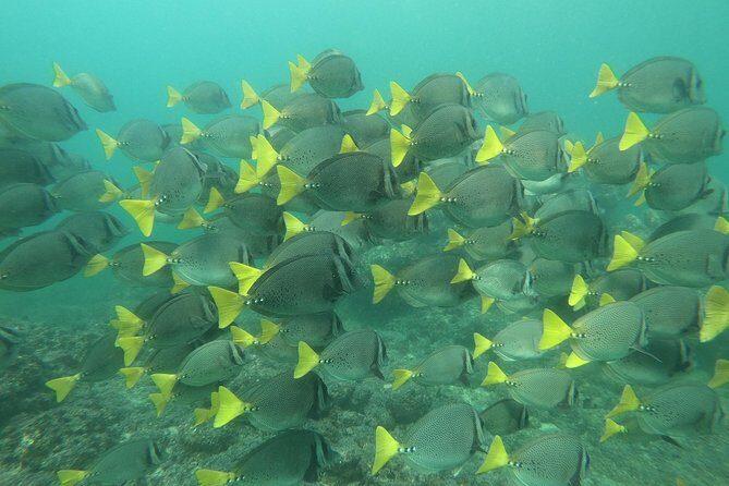 Full-Day Experience in Banderas Bay - FAQ